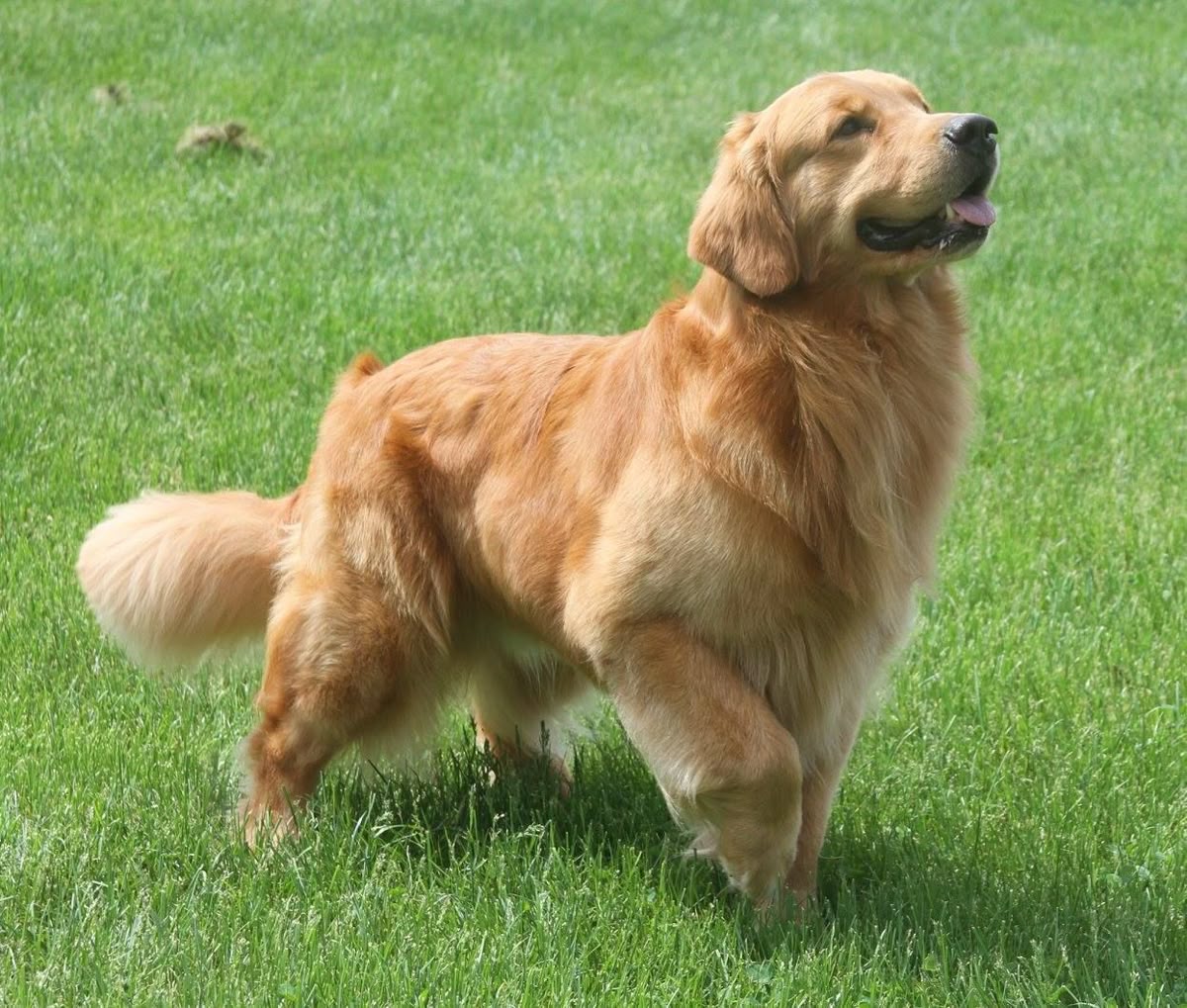 Ảnh nhận biết giống Golden Retriever