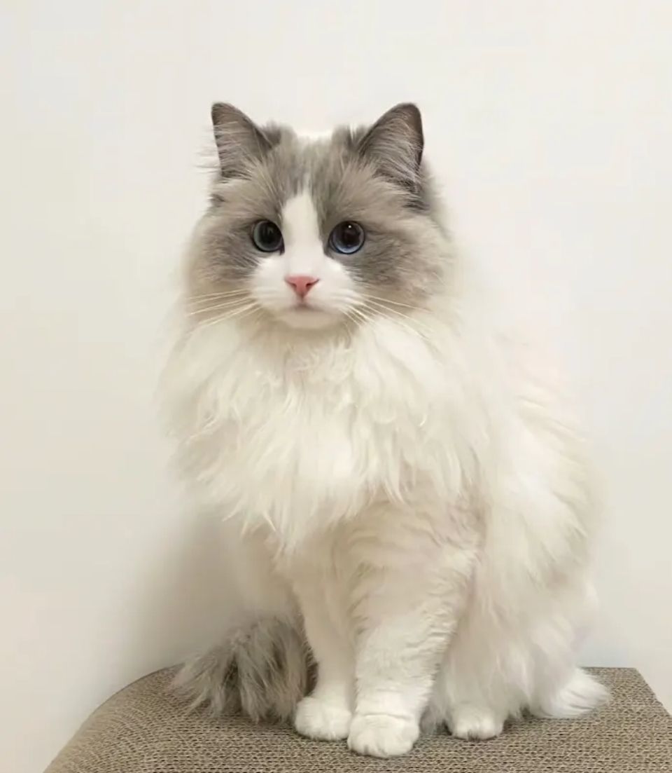 Ảnh nhận biết giống Ragdoll