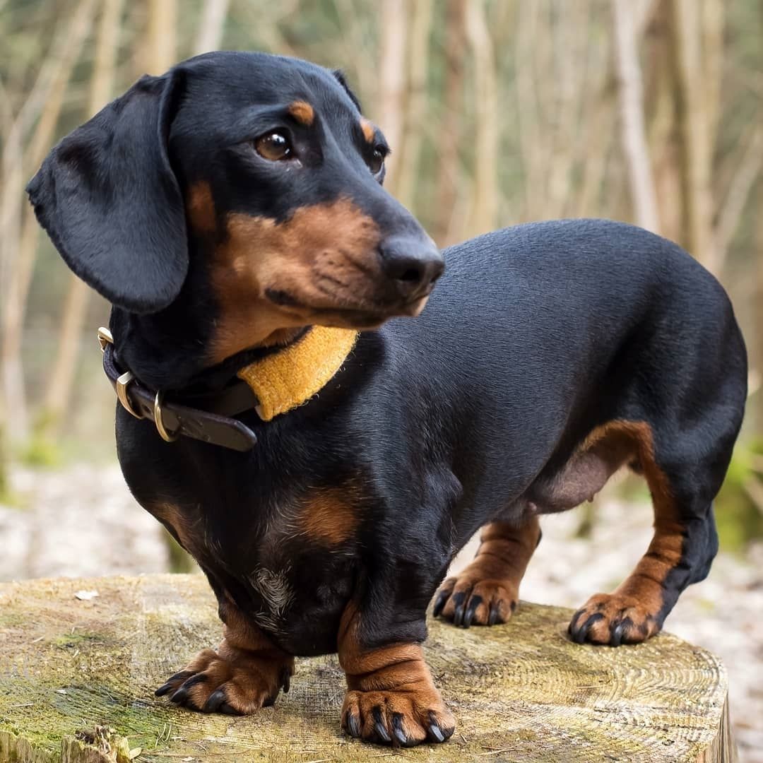 Ảnh nhận biết giống Dachshund